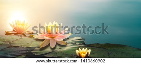 Closeup of lotus flower in pond