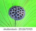 Close-up of a lotus seed pod with a bright green leaf background. A stunning natural composition showcasing the intricate details of the lotus pod against vibrant, green foliage.