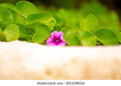 Close-up Of A Lovely Flower Bayhops On The Sand Among The Leaves