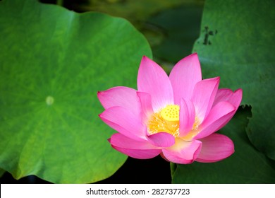 Close-up of a lovely water lily flower blooming among green lush leaves in a lotus pond　可愛い ハス