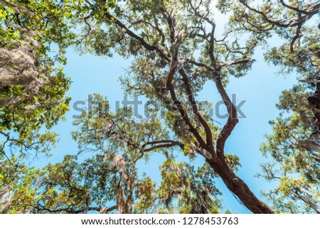 Closeup low angle, looking up view of tall southern live oak tree perspective with hanging Spanish moss in Bonaventure Cemetery Savannah, Georgia