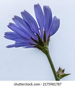 Close-up low angle view of the blue flower on a wild chicory plant that is growing in a meadow on a warm bright summer day in July with the sky in the background.
