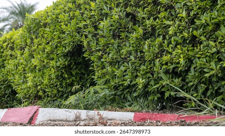 Close-up low angle view of a hedge against a dangerous area on the side of a road, commonly seen in rural Thailand.