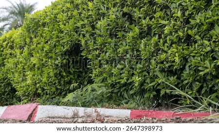 Close-up low angle view of a hedge against a dangerous area on the side of a road, commonly seen in rural Thailand.