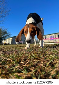 Closeup Low Angle View Of Hound Dog Approaching Camera In Grass