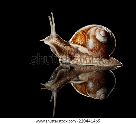 Similar – Image, Stock Photo snail shell Nature Twig