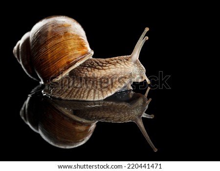 Similar – Garden snail IV Leaf