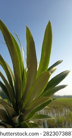 Close-up low angle view of a young pineapple plant with spiky green leaves against a clear blue sky and blurred rice field background. Vertical shot featuring natural sunlight, crisp details, and copy space on the right, perfect for agricultural and tropical concepts.

