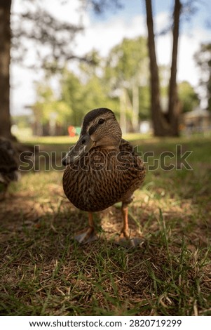 close-up low-angle portrait of a brown duck standing on sunlit grass in a leafy park, an intimate warm-toned nature scene with soft bokeh background, textured plumage and curious gaze, lowangle