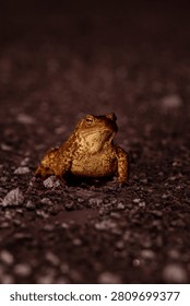 A close-up, low-angle shot of a brown toad sitting on a dark, gravelly asphalt surface at night. The amphibian is illuminated by a light source that highlights the rough, warty texture of its skin and its striking golden eye. The background is a soft, dark blur, isolating the toad as it gazes slightly upward, capturing a quiet moment in nature.