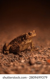 A close-up, low-angle shot of a brown toad sitting on a dark, gravelly asphalt surface at night. The amphibian is illuminated by a light source that highlights the rough, warty texture of its skin and its striking golden eye. The background is a soft, dark blur, isolating the toad as it gazes slightly upward, capturing a quiet moment in nature.