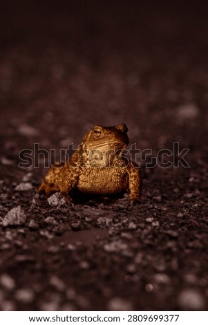 A close-up, low-angle shot of a brown toad sitting on a dark, gravelly asphalt surface at night. The amphibian is illuminated by a light source that highlights the rough, warty texture of its skin and its striking golden eye. The background is a soft, dark blur, isolating the toad as it gazes slightly upward, capturing a quiet moment in nature.