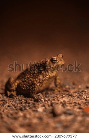 A close-up, low-angle shot of a brown toad sitting on a dark, gravelly asphalt surface at night. The amphibian is illuminated by a light source that highlights the rough, warty texture of its skin and its striking golden eye. The background is a soft, dark blur, isolating the toad as it gazes slightly upward, capturing a quiet moment in nature.