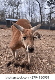 A close-up, low-angle shot captures a large red kangaroo standing on a rocky, dirt-covered ground inside a fenced enclosure. The kangaroo leans forward toward the camera with its large ears pointed upward, while another kangaroo rests in the background near a line of bare trees.