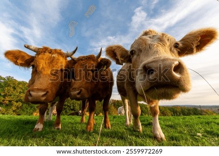 A closeup low-angle shot of a herd of cows sniffing the camera in the green field under the blue sky
