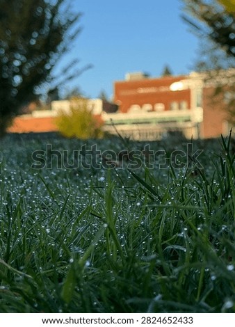 Close-up low-angle view of crisp green grass blades covered in morning dew drops during fall season, with a blurred university campus building and trees bathed in warm sunlight in the background. Taken in Eugene, Oregon.
