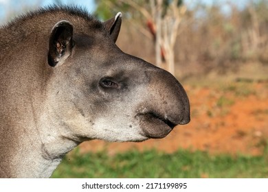 A Close-up Of A Lowland Tapir Head In Brazil