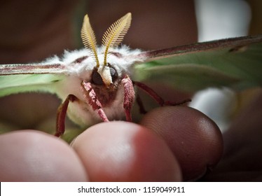 Closeup Luna Moth Face Eyes Antennae Stock Photo Edit Now Closeup Luna Moth Face Eyes Antennae Stock Photo Edit Now