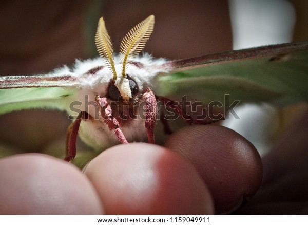 Closeup Luna Moth Face Eyes Antennae Stock Photo Edit Now