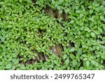 Close-up of lush green ground cover plants growing densely over old stone wall, showcasing vibrant foliage and natural textures.