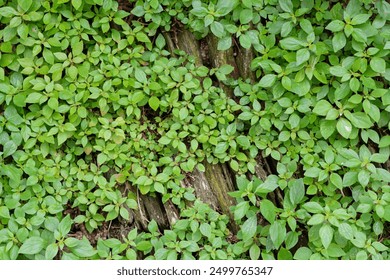 Close-up of lush green ground cover plants growing densely over old stone wall, showcasing vibrant foliage and natural textures. - Powered by Shutterstock