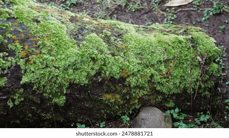 Close-up of Lush Green Moss Covering a Fallen Log in a Forested Area - Powered by Shutterstock