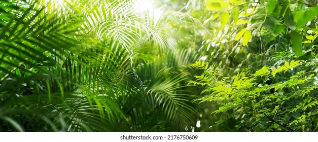 close-up of lush green tropical vegetation jungle with palm leaves in sunshine, beauty in tropical nature banner concept for wallpaper, travel, vacation - Shutterstock ID 2176750609