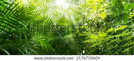 close-up of lush green tropical vegetation jungle with palm leaves in sunshine, beauty in tropical nature banner concept for wallpaper, travel, vacation