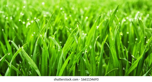 Closeup of lush uncut green grass with drops of dew in soft morning light - Powered by Shutterstock