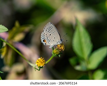 A Closeup Of A Luthrodes Pandava On Yellow Flowers In A Field Under The Sunlight