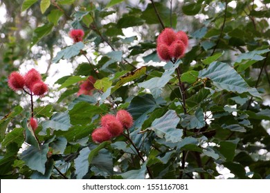 Close-up Of Lychee Fruit On Tree On Maui, Hawaii.