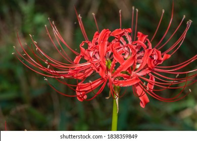 Hell Flower Hd Stock Images Shutterstock