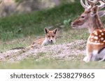 close-up of a lying fox looking at a fallow deer with its ears s