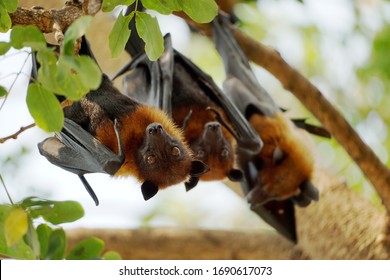 Closeup Lyles Flying Fox Bats Hanging Stock Photo 1690617073 | Shutterstock