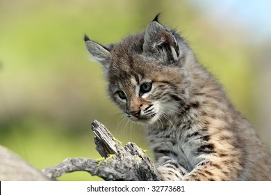 Baby Lynx High Res Stock Images Shutterstock