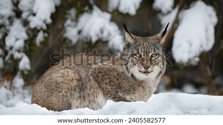 A close-up of a lynx  lying in deep snow in the forest looking into the camera, horizontal