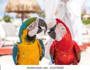 Close-up Of A Macaw Couple. Cancun, Mexico.