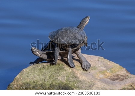 Close-up of a Macquarie Turtle (Emydura macquarii), also called Sydney basin turtle, on top of another, in Centennial Park, Sydney, Australia. They stand on a rock, basking in the sun.