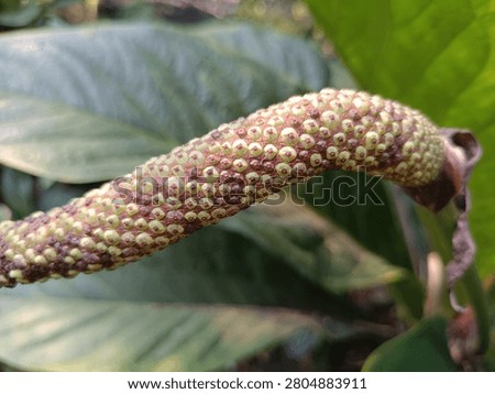 Closeup Macro of Anthurium Spadix with Tiny Buds and Florets Detail