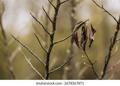 Close-up macro of bare tree branches with dry leaves against a colorful autumn background, capturing seasonal textures and natural fall atmosphere.