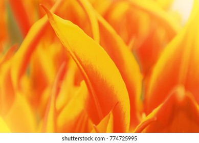 Close-up macro beautiful red orange yellow lush vibrant tulip petals, spring flowers on soft focus blurred toned floral background. Gentle spring romantic artistic postcard image desktop wallpaper.