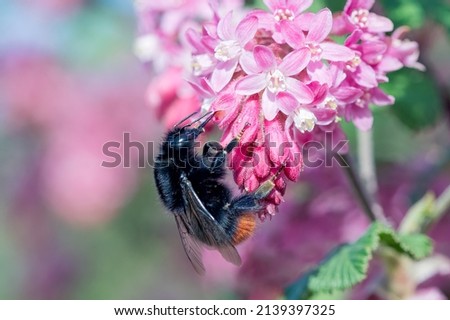 close-up macro Bombus lapidarius, known as red tailed bumblebee, collecting nectar from the flowers of a red flowering currant tree