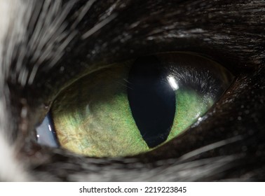 Close-up Macro Cat Eye. Macro Photography 