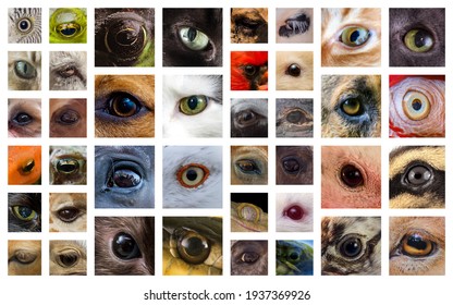 Closeup Macro Collage Of Animal Eyes From Many Different Species