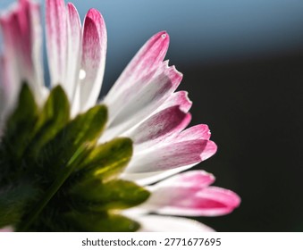 Close-up macro of a common daisy from below, showing white petals with vivid pink tips and green sepals against a dark blurred background. Delicate floral image with shallow depth of field.