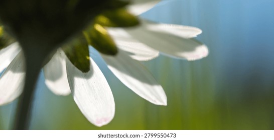 Close-up macro of a common daisy from below, showing white petals with subtle pink tips against a soft blue and green blurred background. Delicate floral composition with copy space.