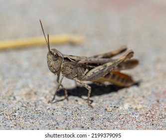 Close-up Macro Cute Grasshopper Beetle.