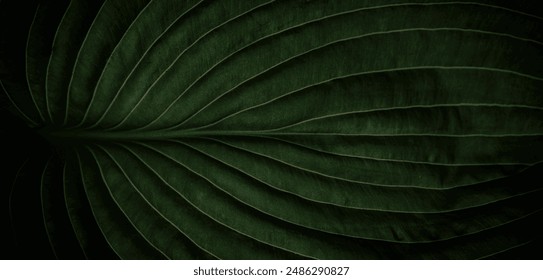 Closeup macro of dark green tropical jungle leaf with veins texture, stylized chic earthy natural nature background concept with copy space