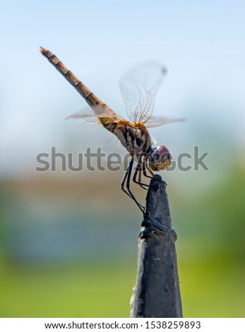 Closeup macro detail of wandering glider dragonfly Pantala flavescens on metal fence post