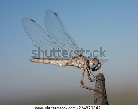 Closeup macro detail of wandering glider dragonfly Pantala flavescens perched on metal fence post in garden
